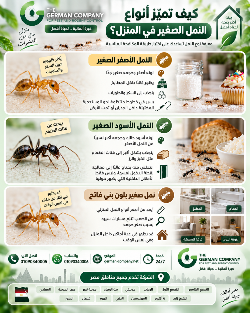 طرق التخلص من النمل الصغير في المنزل | كيف تصل للعش وتمنع عودته؟ 01090340005