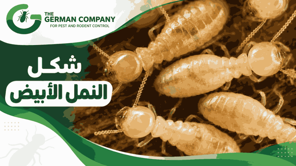 شكل النمل الابيض بالصور وكيف تميزه عن النمل العادي