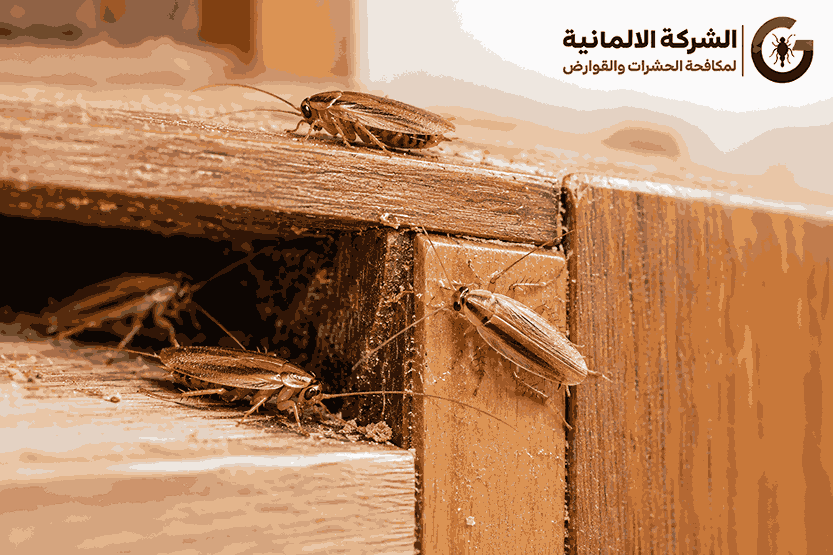شكل صراصير الخشب الصغيرة: شكلها وأسباب وجودها في الأثاث
الشركة الالمانية