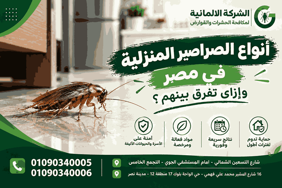 انواع الصراصير المنزلية في مصر بالصور وكيف تميز بينها | الشركة الالمانية