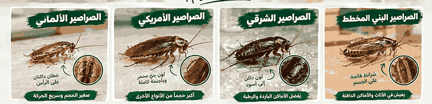 انواع الصراصير المنزلية في مصر بالصور وكيف تميز بينها