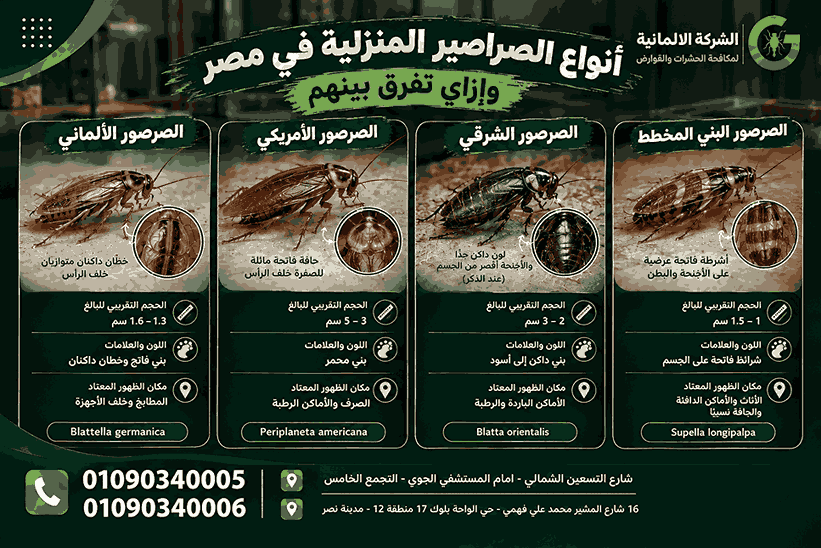 انواع الصراصير المنزلية في مصر بالصور وكيف تميز بينها الشركة الالمانية